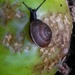 Small snail on a big apple by jmdspeedy
