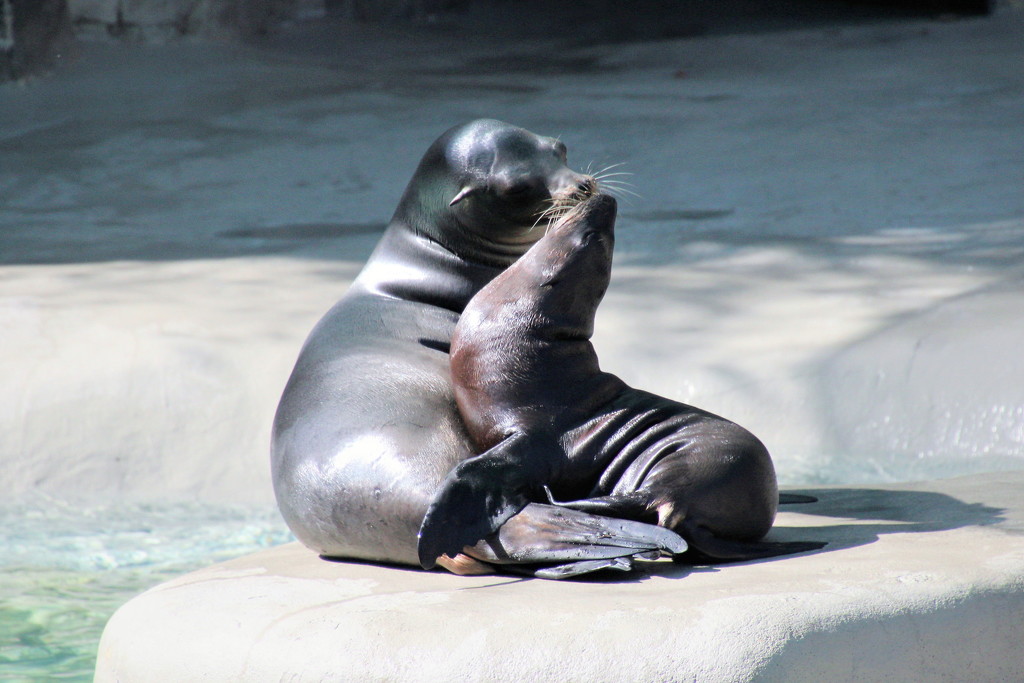 Sea Lion Momma And Baby by randy23
