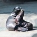 Sea Lion Momma And Baby by randy23