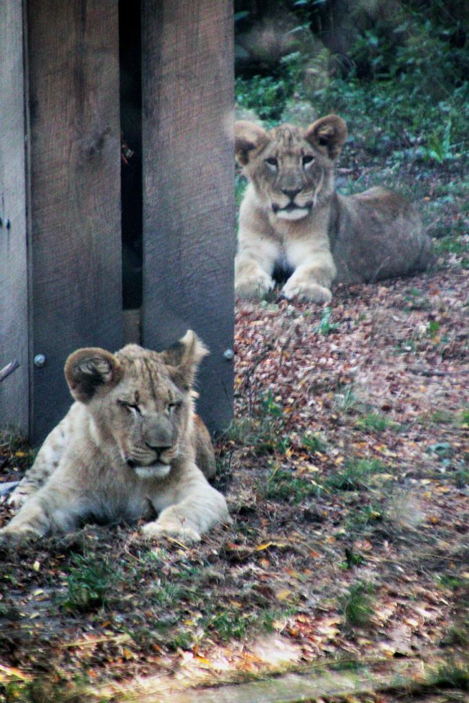 Lion Cubs Relaxing by randy23