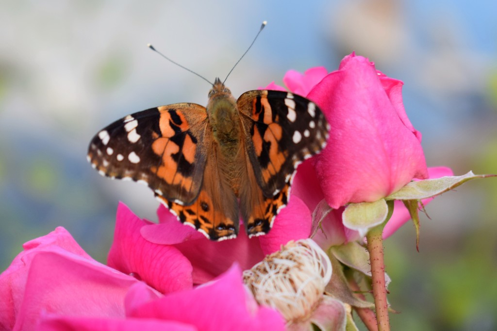 Pink roses with Painted Lady by sandlily