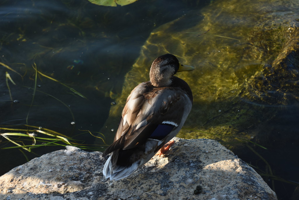 NF-SOOC-2017 Day 21 -  Sitting Duck by farmreporter