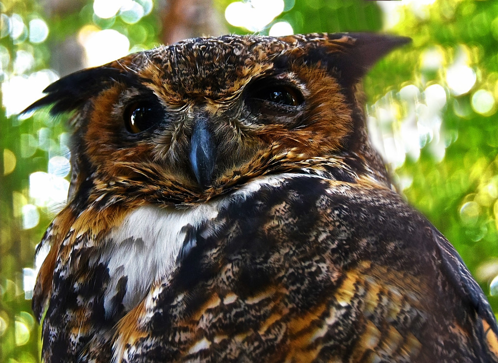 Horned Owl  by joysfocus
