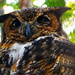 Horned Owl  by joysfocus