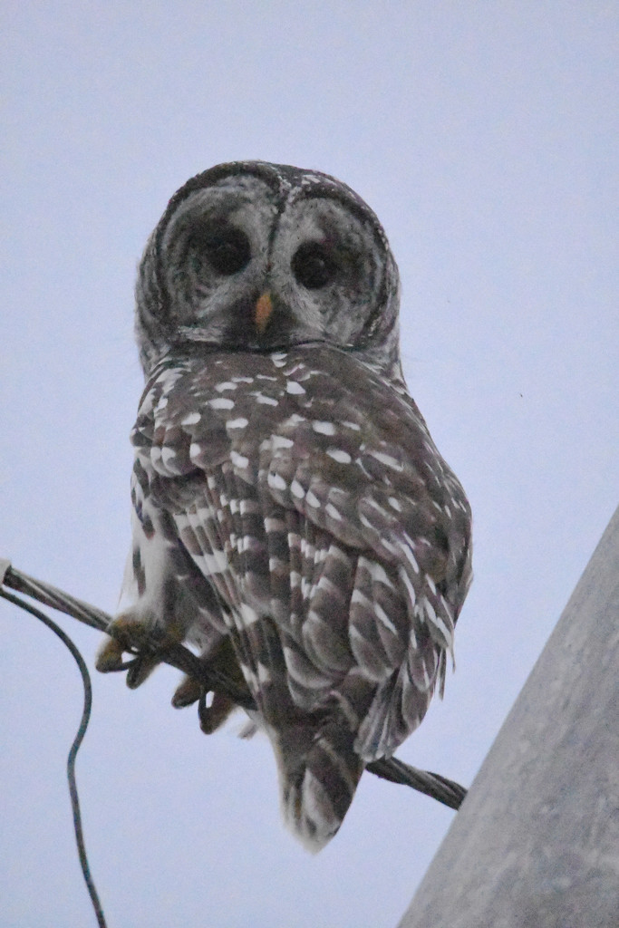 Barred Owl  by kareenking