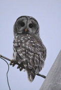 25th Sep 2017 - Barred Owl 