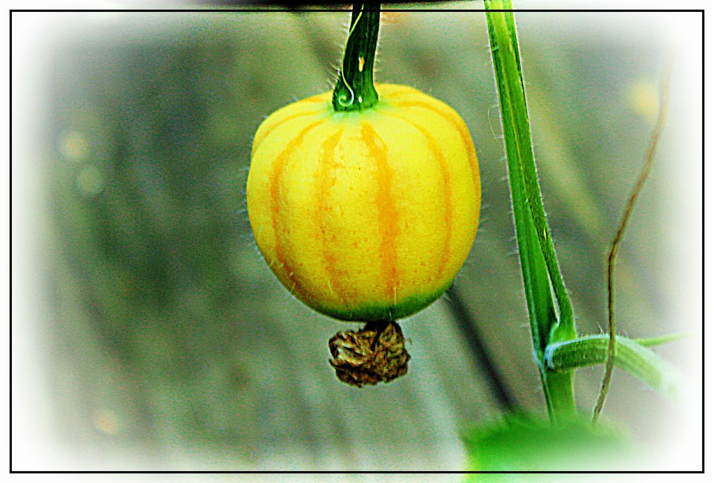 The Gourd is Growing by olivetreeann