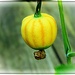 The Gourd is Growing by olivetreeann