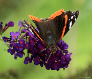 7th Aug 2017 - Red Admiral