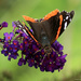 Red Admiral by rhoing