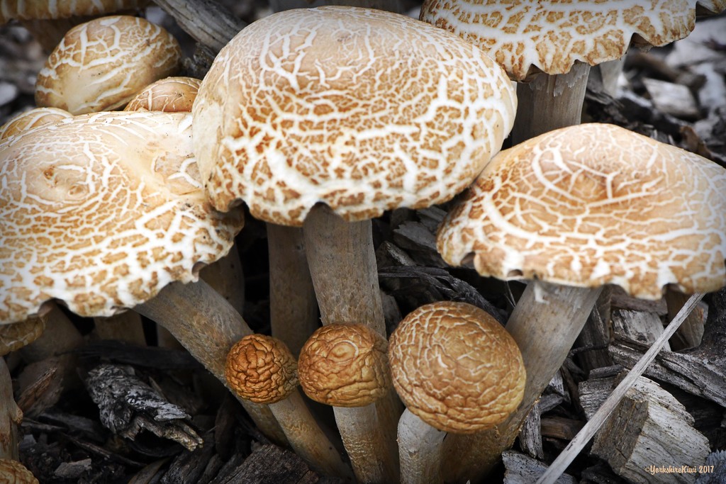 A Medley of Mushrooms by yorkshirekiwi