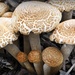 A Medley of Mushrooms by yorkshirekiwi