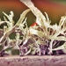 Lichen Abstract by yorkshirekiwi