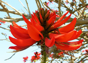 26th Sep 2017 - Coral Tree Flower