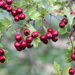 Hawthorn Berries by jamibann