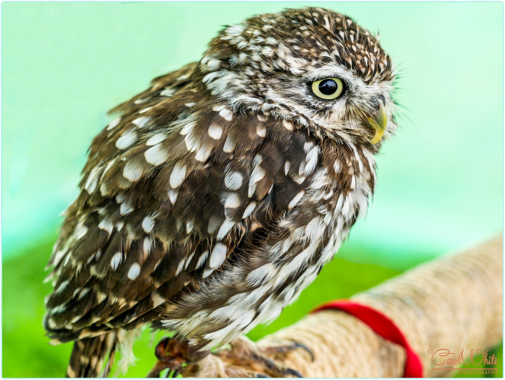 Little Owl by carolmw