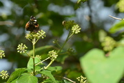 26th Sep 2017 - Red Admiral..