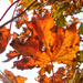 Maple leaf by jon_lip