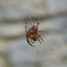 Spider hanging around by jon_lip