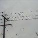 Starlings as a crowd by jon_lip