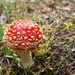 Fly Agaric aka Amanita Muscaria...poisonous.   Nifty 50: 26 of 30 by s4sayer