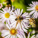  Bee on flower by elisasaeter