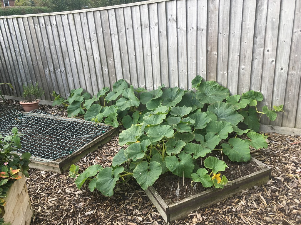 Pumpkin Plant by cataylor41