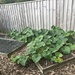 Pumpkin Plant by cataylor41