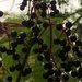 Elderberries by cataylor41