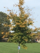 24th Sep 2017 - Autumn Tree