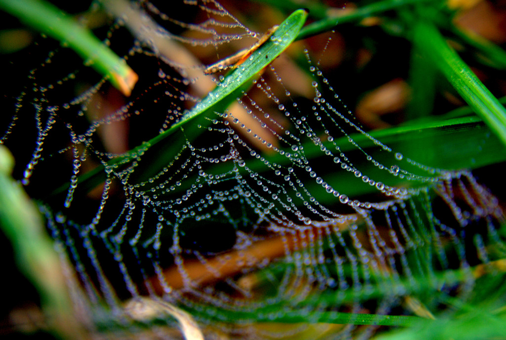 Day 11:  "Small Spider Webs In The Lawn Hold Pearls Of Dew" by sheilalorson