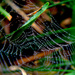 Day 11:  "Small Spider Webs In The Lawn Hold Pearls Of Dew" by sheilalorson