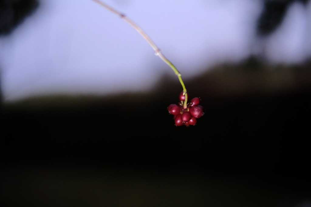 NF-SOOC-2017 Day 26: Twilight Honeysuckle Berries by vignouse