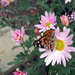 American Painted Lady. by bruni