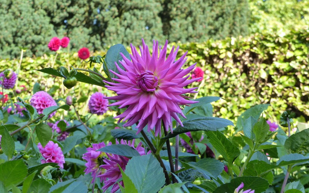 Dahlias at Anglesey Abbey by g3xbm