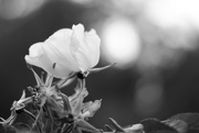 26th Sep 2017 - NF-SOOC-2017 Black and White Rose and Bokeh 