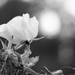 NF-SOOC-2017 Black and White Rose and Bokeh  by jgpittenger