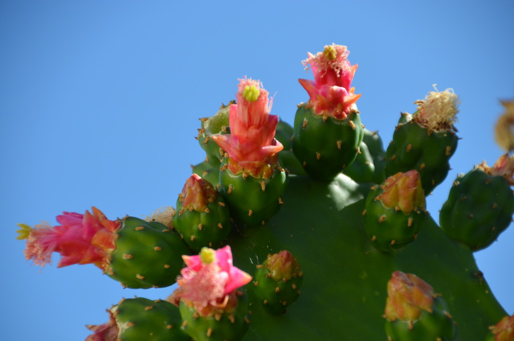 Blooming Cactus by mariaostrowski