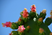 11th Sep 2017 - Blooming Cactus