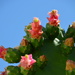 Blooming Cactus by mariaostrowski