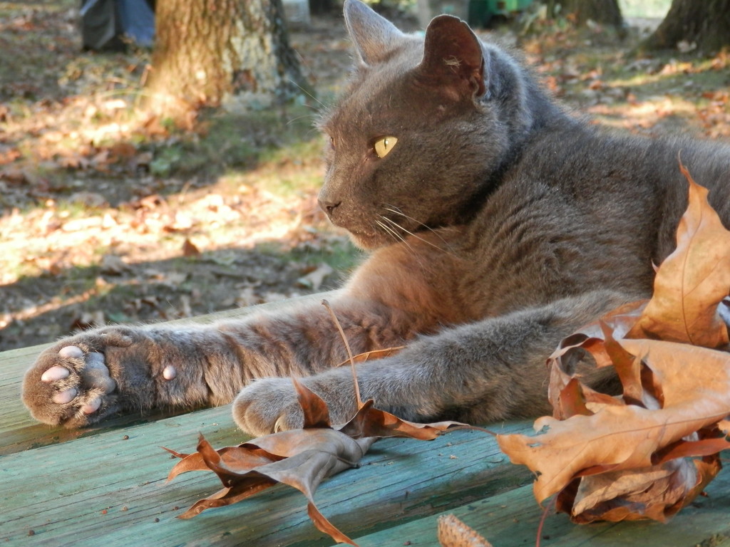 My Gray Kitty Cat by julie