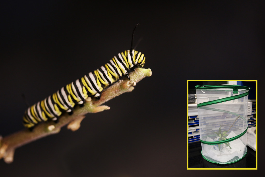 Monarch Caterpillar by ingrid01