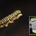 Monarch Caterpillar by ingrid01