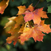 Autumn leaves by kiwichick