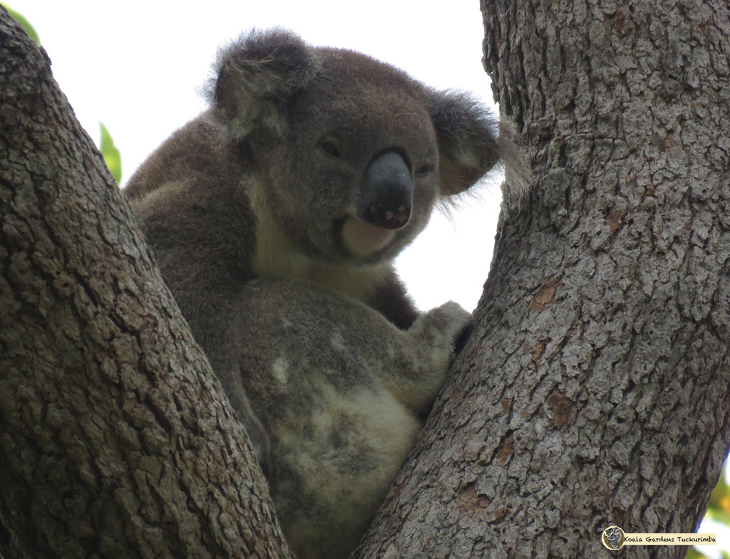 havascratch by koalagardens