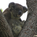 havascratch by koalagardens