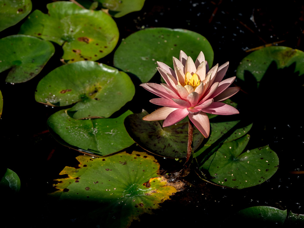 Water Lily by rminer