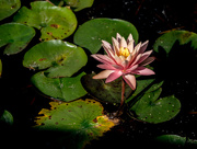 25th Sep 2017 - Water Lily