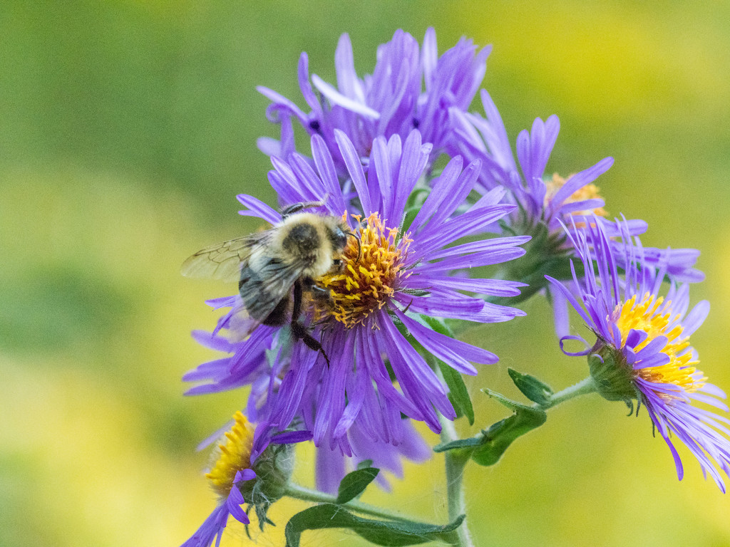 Some Asters with Bee by rminer