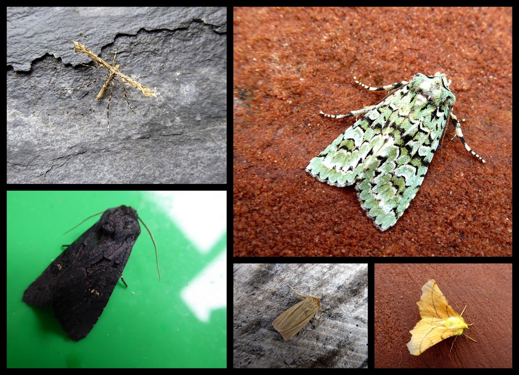 September moths 2 by steveandkerry
